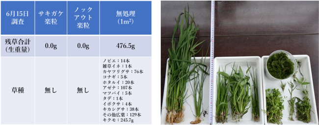 2023年6月15日の雑草調査結果（左）、無処理区枠 4個の雑草の合計(1平方ｍ)