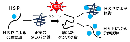 図1：SPの作用のイメージ（株式会社メニコン作成）