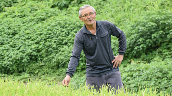 箱処理した水稲の生育状況をみる三嶋組合長