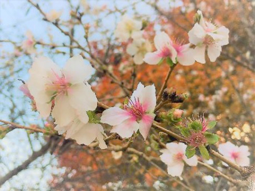 冬桜