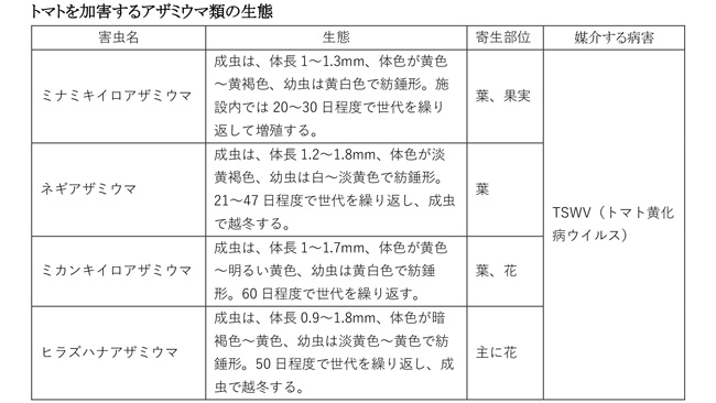 トマトに発生するアザミウマ類と生態