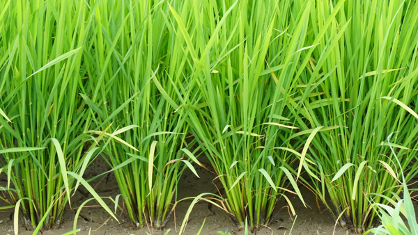 【サステナ防除のすすめ】水稲除草剤　草種、生態を見極め防除を
