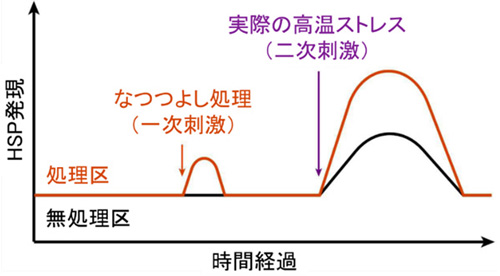 高温対策バイオスティミュラント「なつつよし」販売開始　クミアイ化学