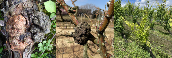 左から、ぶどう根頭がんしゅ病の病徴、ばら根頭がんしゅ病の病徴、醸造用ぶどう園での発病による生育不良jpg