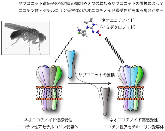 ネオニコチノイド系殺虫剤の作用機構の概要図