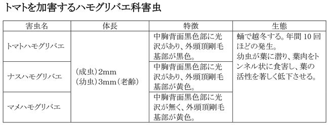 トマトを加害するハモグリバエ科害虫