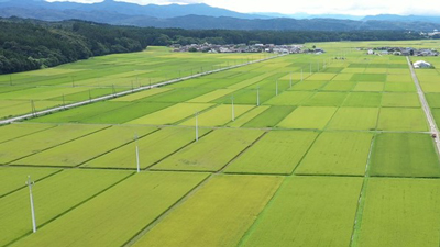 育苗箱に「水まき感覚」で散布　シンジェンタの「ミネクト殺虫殺菌剤」【現地レポ・秋田】