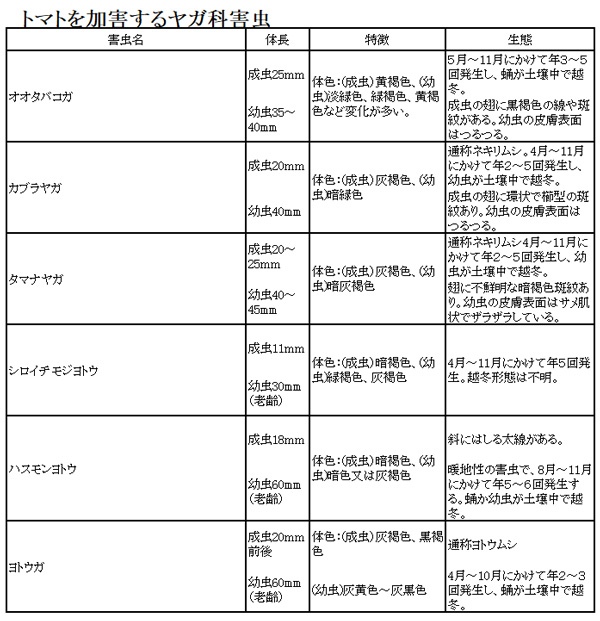 トマトを加害するヤガ科害虫