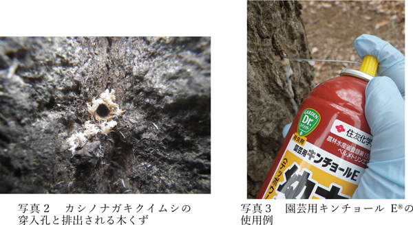 写真2：カシノナガキクイムシの穿入孔と排出される木くずと写真3：「園芸用キンチョールE®」の使用例