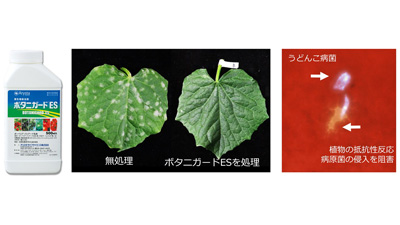 昆虫寄生菌が病原菌も抑えるメカニズム解明　微生物農薬1剤で害虫と病気を防除　摂南大学s.jpg