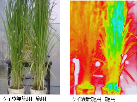 【図8】ケイ酸質肥料による稲体温の変化.jpg