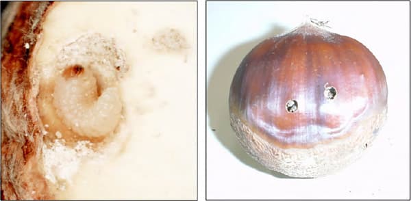 クリ果実内のクリシギゾウムシ幼虫（左）と幼虫脱出によるクリ果実の被害