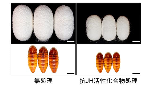 カイコの幼虫を使った抗 JH 活性化合物の効果の確認 