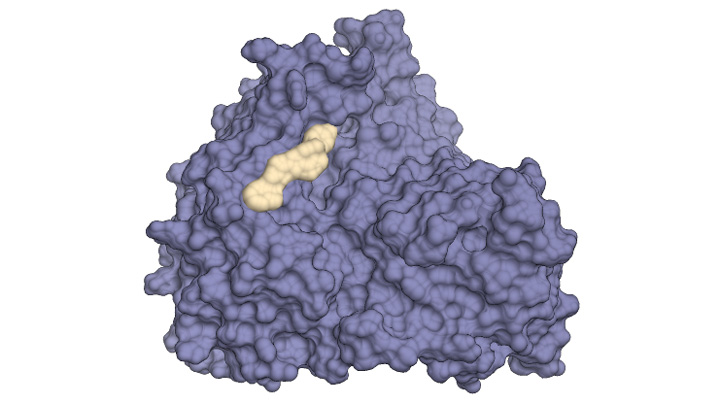 アブラナ科の植物「シロイヌナズナ」のアセト乳酸合成酵素（青）に結合して分岐鎖アミノ酸生合成経路を阻害する農薬（黄）のイメージ