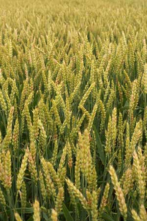イントレックス(R)フロアブルは小麦など畑作物の主要病害に対応