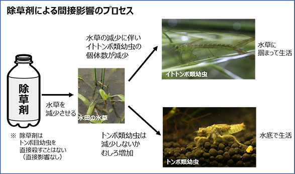 除草剤がイトトンボ幼虫の個体数を減少させることを実証　近畿大学