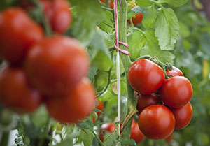 野菜向けに新たな生物農薬による防除ソリューション提供　ＢＡＳＦ