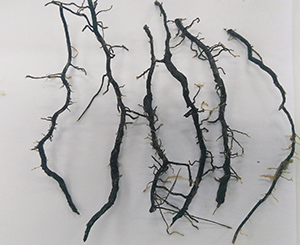 モロコシネグサレセンチュウで黒化したサトウキビの根