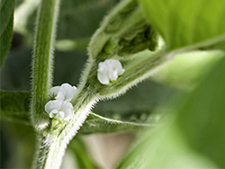除草剤耐性の新形質発見に向け提携　BASFとKaiima
