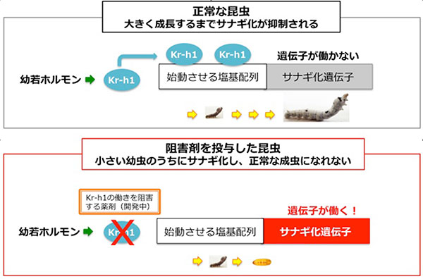 Kr-h1を阻害剤で阻害できれば、食害が激しい大きな幼虫になる前にサナギ化させることができる：生物研提供