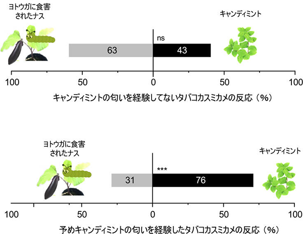 タバコカスミカメのキャンディミントの香りに対する誘引行動