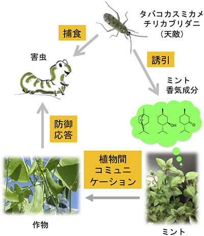 ミントをコンパニオンプランツとして用いた有機農法の概要