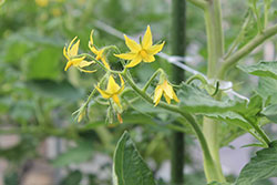 トマトの花