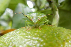 カンキツを吸汁するチャバネアオカメムシ成虫