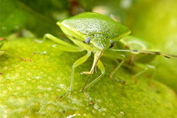 カンキツを吸汁するツヤアオカメムシ成虫