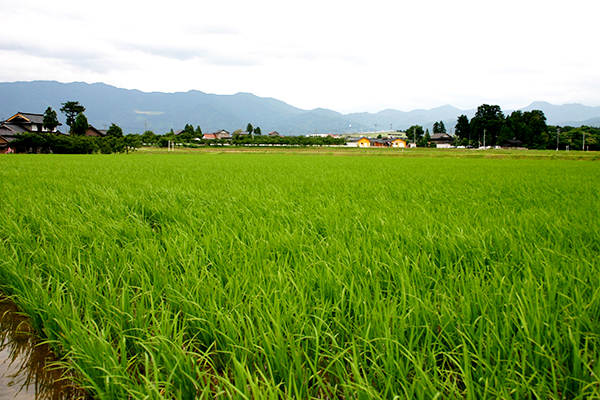 水稲除草剤の上手な使い方　進化する薬剤を適期に使用！