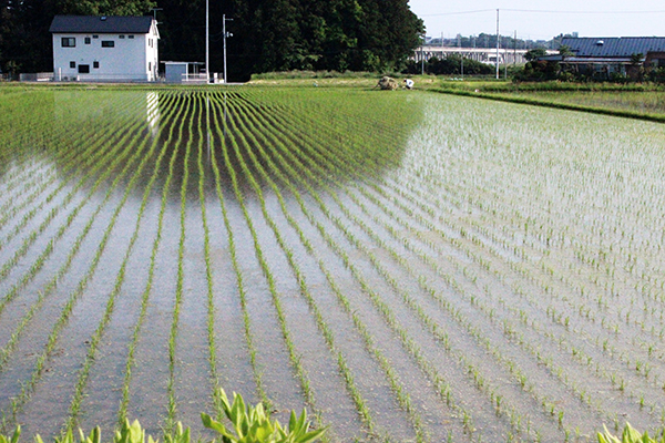 【現場で役立つ農薬の基礎知識2018】水稲の本田防除　計画的予防散布で確実に