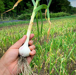 にんにくの種植え体験