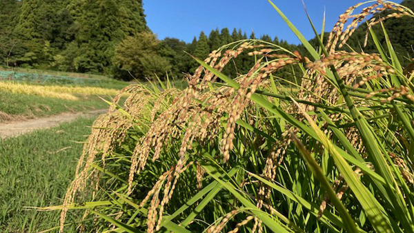 稲穂の赤みが特徴の「越のふく福」