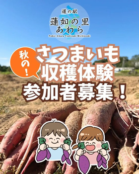 福井県あわら市　道の駅・蓮如の里あわらで「さつまいも収穫体験」開催