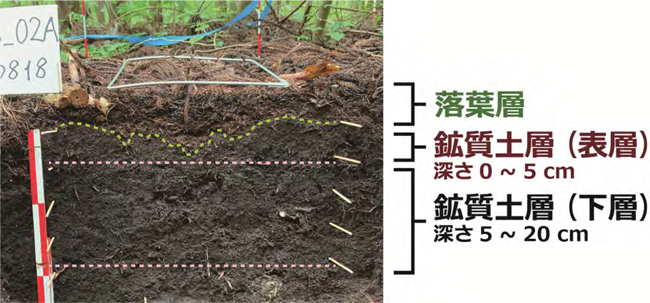 森林土壌の断面の様子