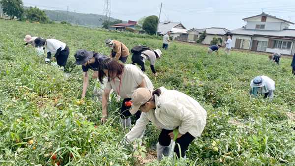 トマトの収穫体験