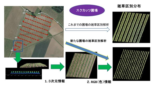 ブドウの葉と雑草の区別分布