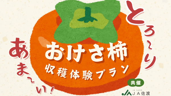 ＪＡ佐渡と連携したツアー「おけさ柿　収穫体験プラン」発売　佐渡汽船
