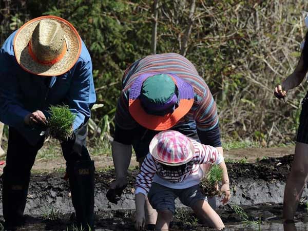 地元農家と連携「銀河のしずく」田植え体験付きプランを販売　雫石プリンスホテル