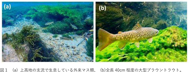 図1：（a）上高地の支流で生息している外来マス類、（b）全長40cm程度の大型ブラウントラウト