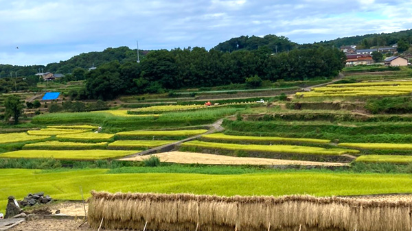 「レット農園」が運営されるマルヨシの農地