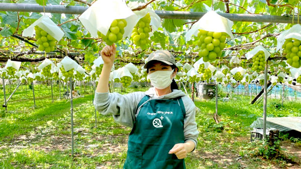 家族農家の畑を簡単に果物狩り会場に「クダモノガリプラス」開始　ノウタス