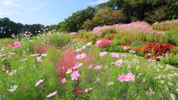 2023年秋の里山ガーデンフェスタの大花壇 ©Photo by MAKI KAWAI