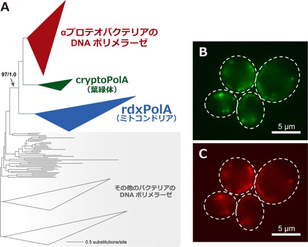 研究で発見した、rdxPolAの系統樹と蛍光写真