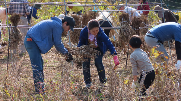 「大豆トラスト運動」の収穫体験には多くの親子が参加