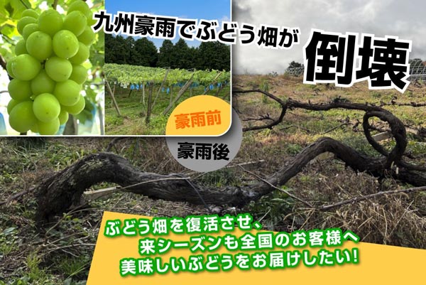九州豪雨からの復旧へ　クラウドファンディング実施中　遠藤ぶどう園