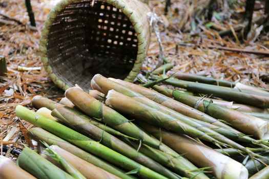 鹿児島県「三島村フ希少食材の大名筍