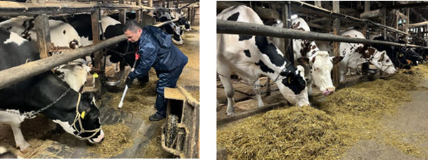 グリーンコープ　耶馬渓町の牧場で酪農体験・研修を実施