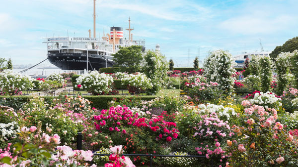 2000品種以上のバラが咲き誇る「横浜ローズウィーク」5月3日から開始