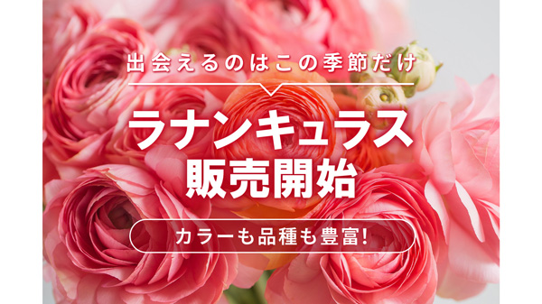 ラックスなど豊富な品揃え「ラナンキュラス」販売開始　フラワースミスマーケット